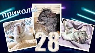 Лучшие приколы про ШИНШИЛЛ! Смешные ШИНШИЛЛЫ! Funny chinchillas#28