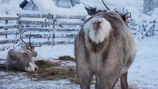 Rentiere in Lappland (Smartphone Produktion)