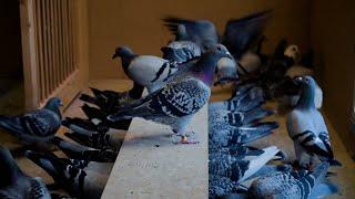 We are testing a Special Moulting Oil for rPigeons