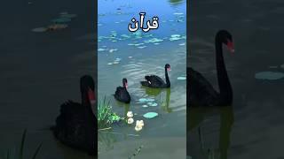 #quranrecitation #islamicshorts #birds #quran #qurantilawat #duck #viralshort