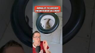 Animales peligrosos encontrados en casas  #shorts