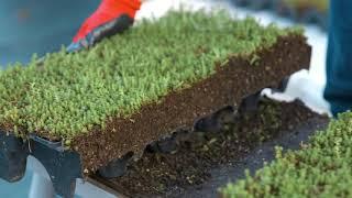 How To Install a Modular Green Roof