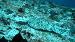 Electric Ray while Scuba Diving in Maldives! His defence is a 230V 30A electric shock!