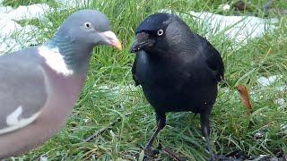 Interesting Change in Local Wood Pigeons' Behaviour - But Will it Last?