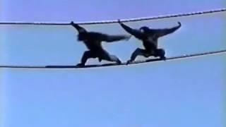 Synchronized Apes- PetTube