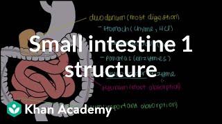 Small intestine 1: Structure | Gastrointestinal system physiology | NCLEX-RN | Khan Academy