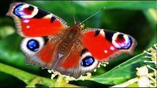 ButterFly (Paul Mauriat)