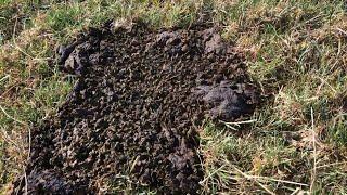 Dung Beetles Break Down Manure || ViralHog