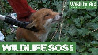 Wildlife SOS Online - Special Episode