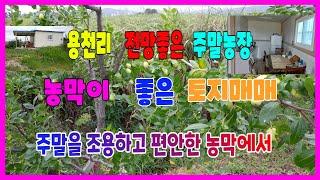 544 용천리 주말농장매매 전망좋은 흥해주말농장매매 주말을 조용하고 편안한 농막에서 하루를 보내요 도로에 잘 접한 포항농지매매 흥해농지매매 흥해부동산포항부동산지목부동산