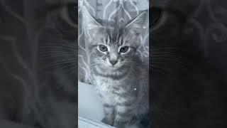 Cutest Kitten in the window