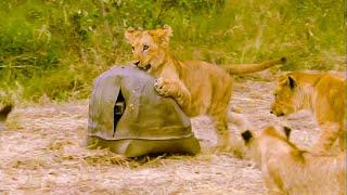 Lion Cubs Play With A Spy Camera Disguised As A Rock | BBC Earth Kids