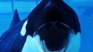 BLACKFISH | Trailer german deutsch [HD]