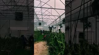 Exploring Thailand's Lollipop Cannabis Farm: A Cannabis Culture Tour 