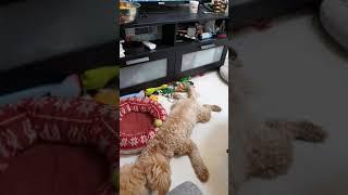 사이좋은 자매 푸들 믹스 강아지들  best buddies poodle mix puppies