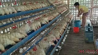 FEEDING CHICKEN LAYER/COLLECTING EGGS/RTL. CHICKEN LAYER/SMALL FARM/BAHAY PROBENSYA