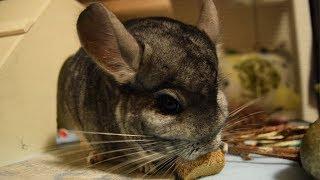 5 Foods You Should Never Feed Your Chinchilla