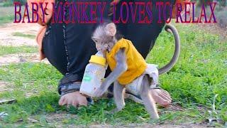 BABY MONKEY  LOVES TO RELAX