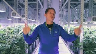 Mobile vertical grow rack system helped The Grove increase yields and maximize profits