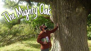 The Mighty Oak: A Tree Of Life, Medicine & History 