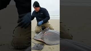 Marine Biologists Come Together To Rescue Stingray Family In Need! #wildlife #rescue #animals