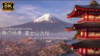 春の絶景 富士山と桜 8K60p Beautiful Japanese cherry blossom scenery