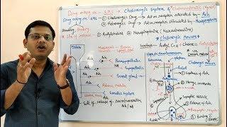 Cholinergic Drugs (Part 01) | Cholinergic Transmission and Cholinergic Drugs | Cholinergic System