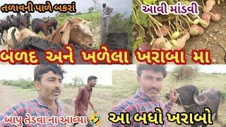 પાણાવારીની માંડવી પાકી ગઈ કે બગડી ગઈ?| બાપુ અમને તેડવા ના આવ્યા તો હાલીને જાવું પડે| farmer life