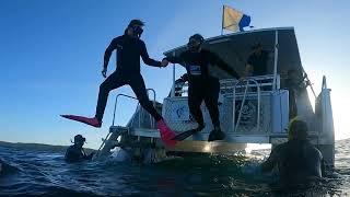 Discover Snorkelling in Jervis Bay