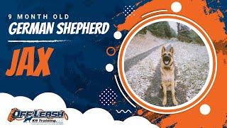 Roanoke Dog Trainer | Roanoke Dog Training | Must Watch 