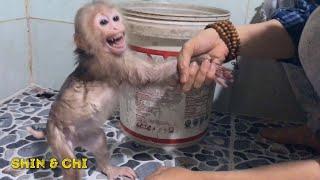 Monkey baby Shin New Diaper Change, wash Clean and Wear new Diapers | Cute animal videos