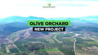 Great Olive Garden Project #investagrolidya #investinturkey