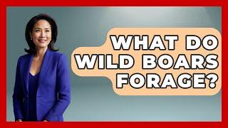 What Do Wild Boars Forage? - The Wild Life Explorer