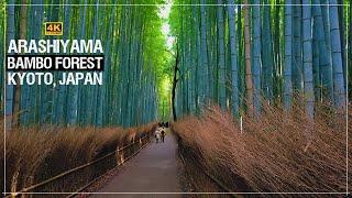 Tenryu-ji Temple | Arashiyama Bamboo Forest| Sagano Roamantic Train| Kyoto| Japan