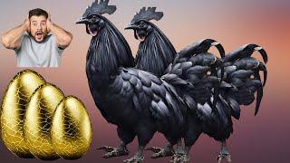 Ayam Cemani. World's most Expensive chicken breed.