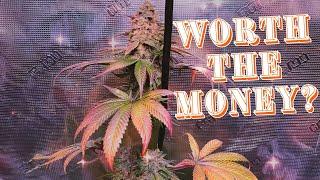 Is Humboldt Seed Company Worth The Money? #grow  #420 #genetics