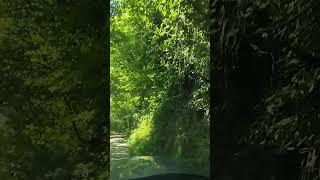 #dangerous #jungle #highway ) #shorts