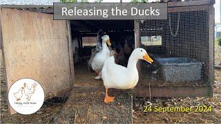 Releasing the Ducks