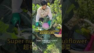 超有營養的花椰菜Super nutritious cauliflower #gardening