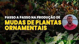 PASSO A PASSO PARA PRODUÇÃO DE MUDAS DE PLANTAS ORNAMENTAIS