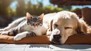 Music to Relax Dogs & Cats  Soothing Music for Dog & Cat, Calming Sleep Music For Dog & Cat