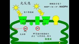 11201選修生物(二)3-2-05光合作用的光反應(二勤)(有字幕)