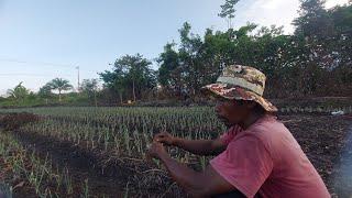 KABAR KURANG BAIK DARI LAHAN BARU PAK SUDIWANI PASCA AIR PASANG TINGGI PETANI NEKAT ASAL KOTA BATU