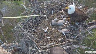 SWFL Eagles ~ M15's Dirty Deed ~ PS On E24  Grassing The Kids! F23's Long Bath At Pond + 12.26.24