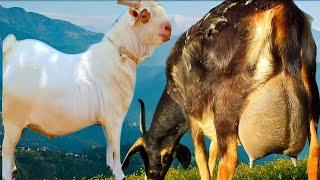 World's Most Famous Goats | Barbari Goats | Complete Documentary By AJ Cattle info