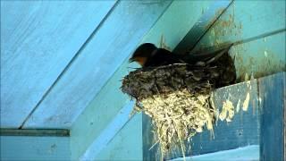 How swallows build nests? (HD)