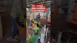 Лучший конвейер в питомнике растений