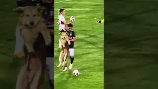 Dog Invades Football Pitch During Chilean Primera Division Match