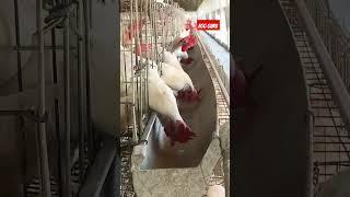 Layer farming egg production #chicken #poultry #eggfarming #pigeon #eggproduction #egging #egglayers