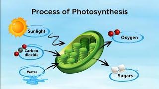 The process of Photosynthesis | Nutrition in Green plants | Animation